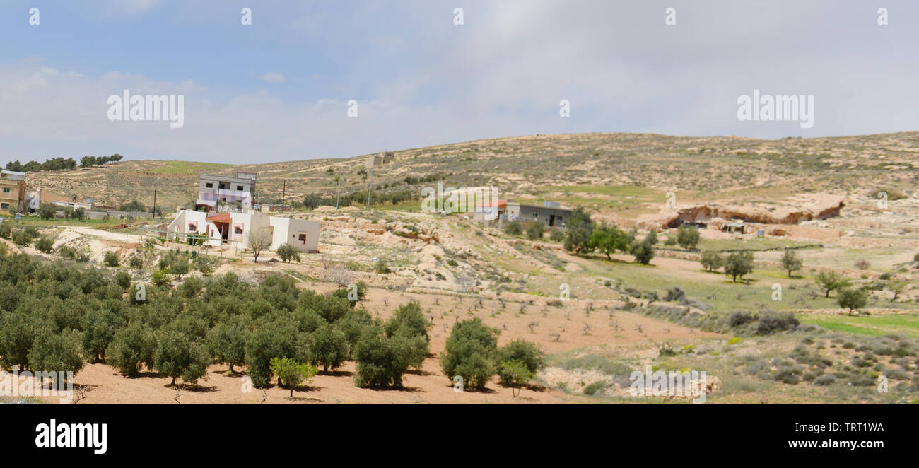 Olive trees by a small village in Jordan Stock Photo Alamy