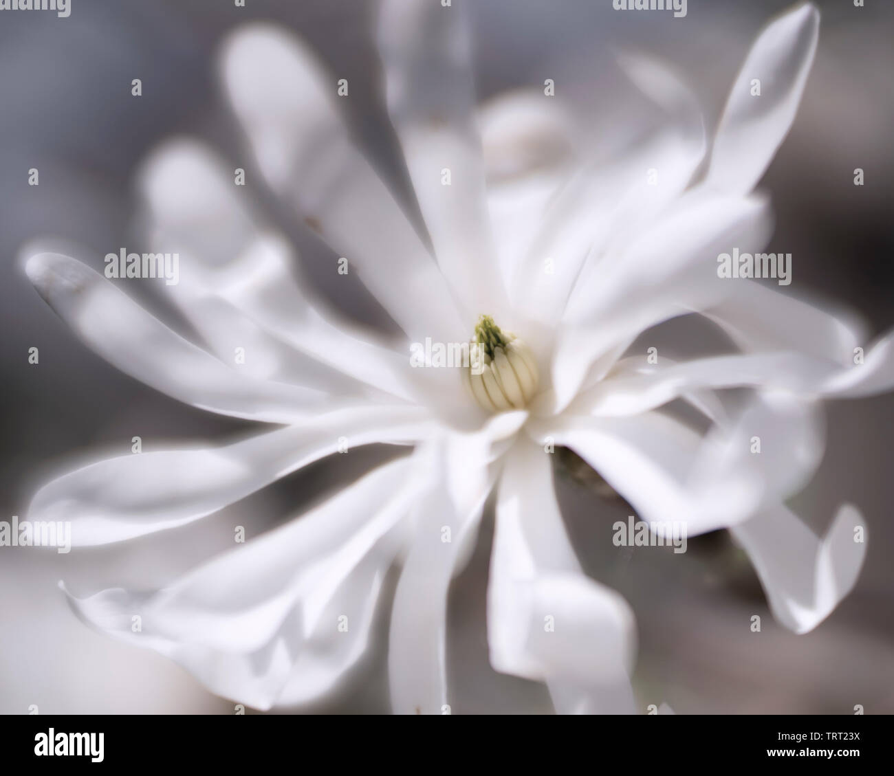 Star Magnolia var. Dr. Merrill photographed with a speciaty lens to create an extream creamy effect. Stock Photo