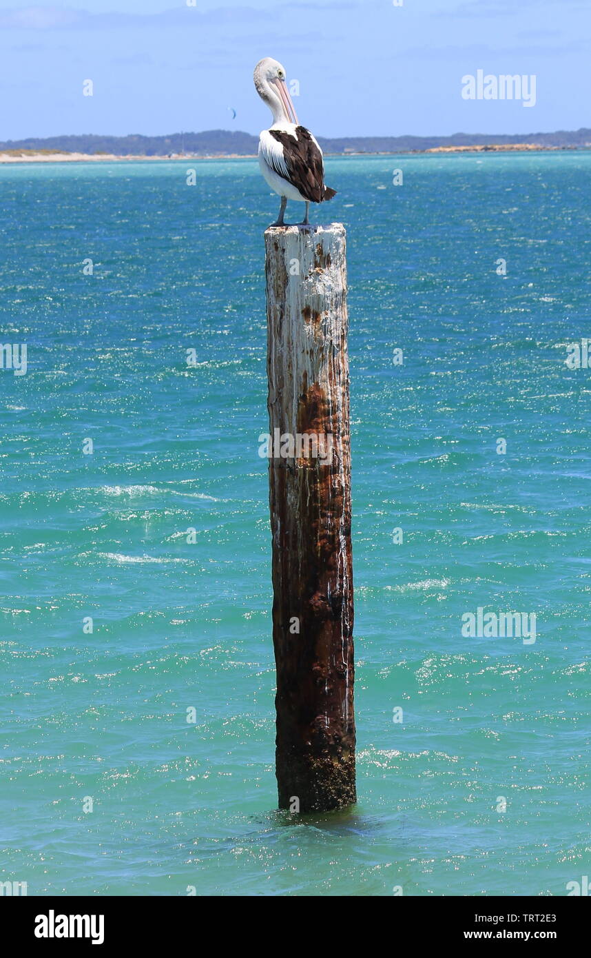 Australian Pelican on a pole next to Woodman Point Ammo Jetty, south of Perth, Western Australia. Stock Photo