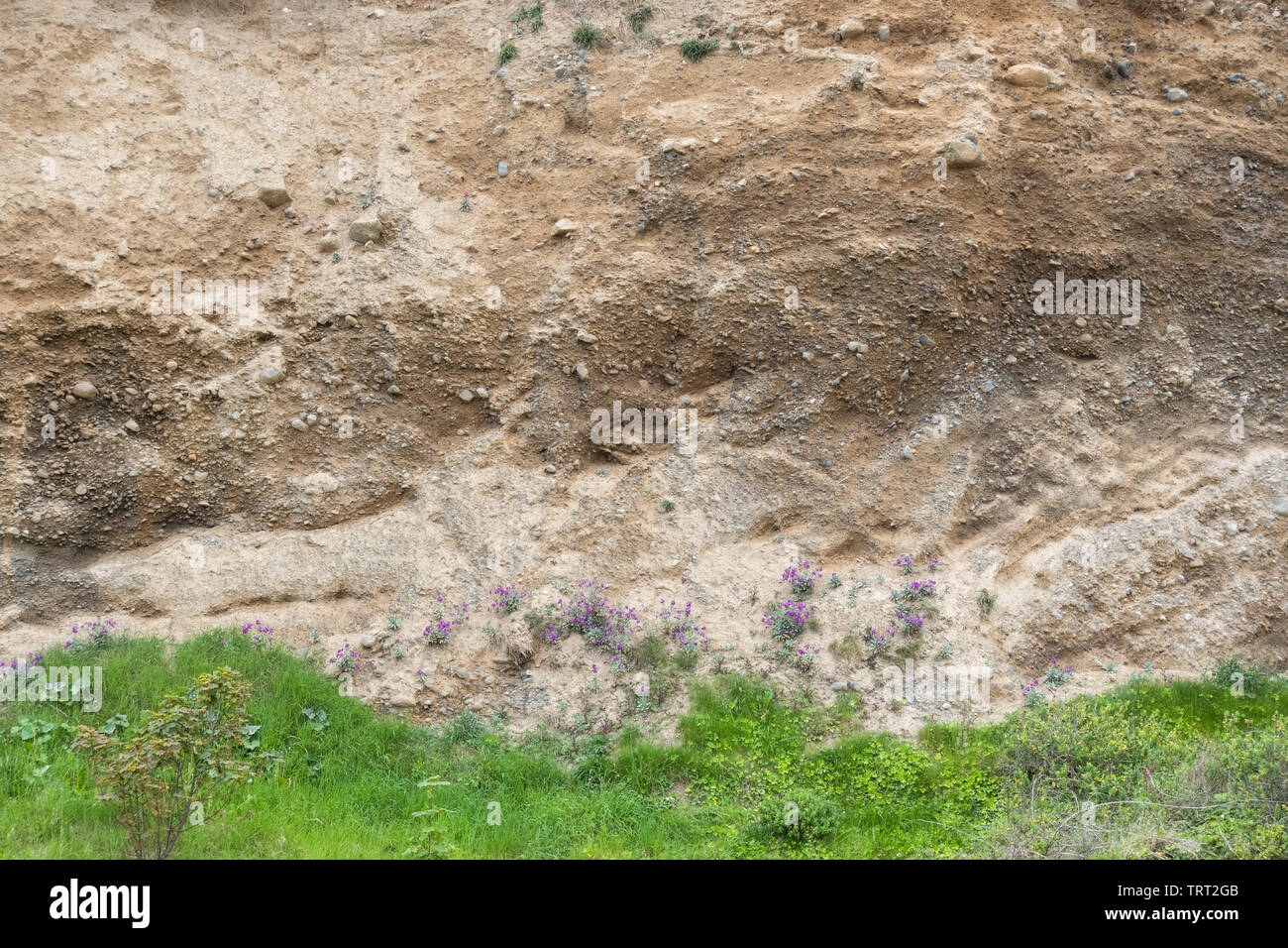 Detail of glacial drift deposit formed during the last Ice Age and now forming the vegetated sea cliff at Killiney Beach, County Dublin, Ireland Stock Photo