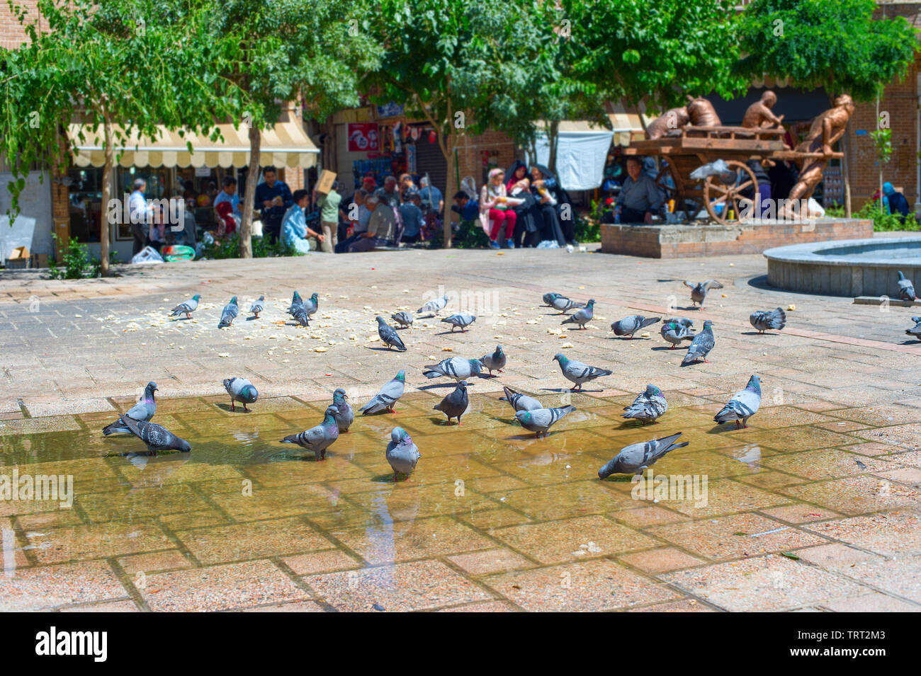 Pigeons bathing in a puddle on a central square of Tehran, Iran Stock Photo