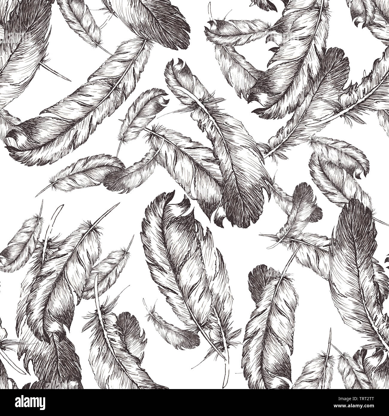 white and black sketch illustration of bird feathers on white ...