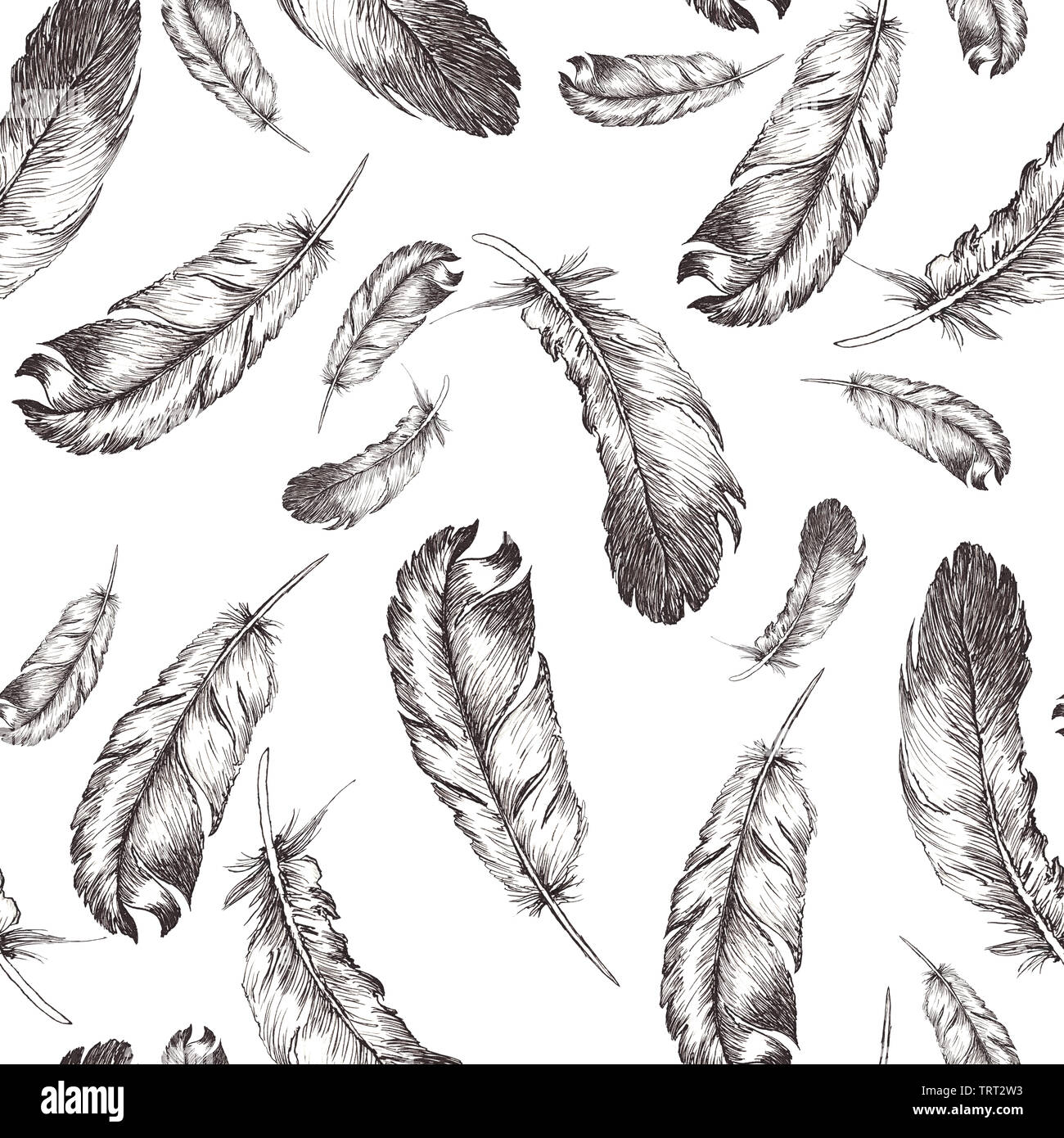 white and black sketch illustration of bird feathers isolated on white ...
