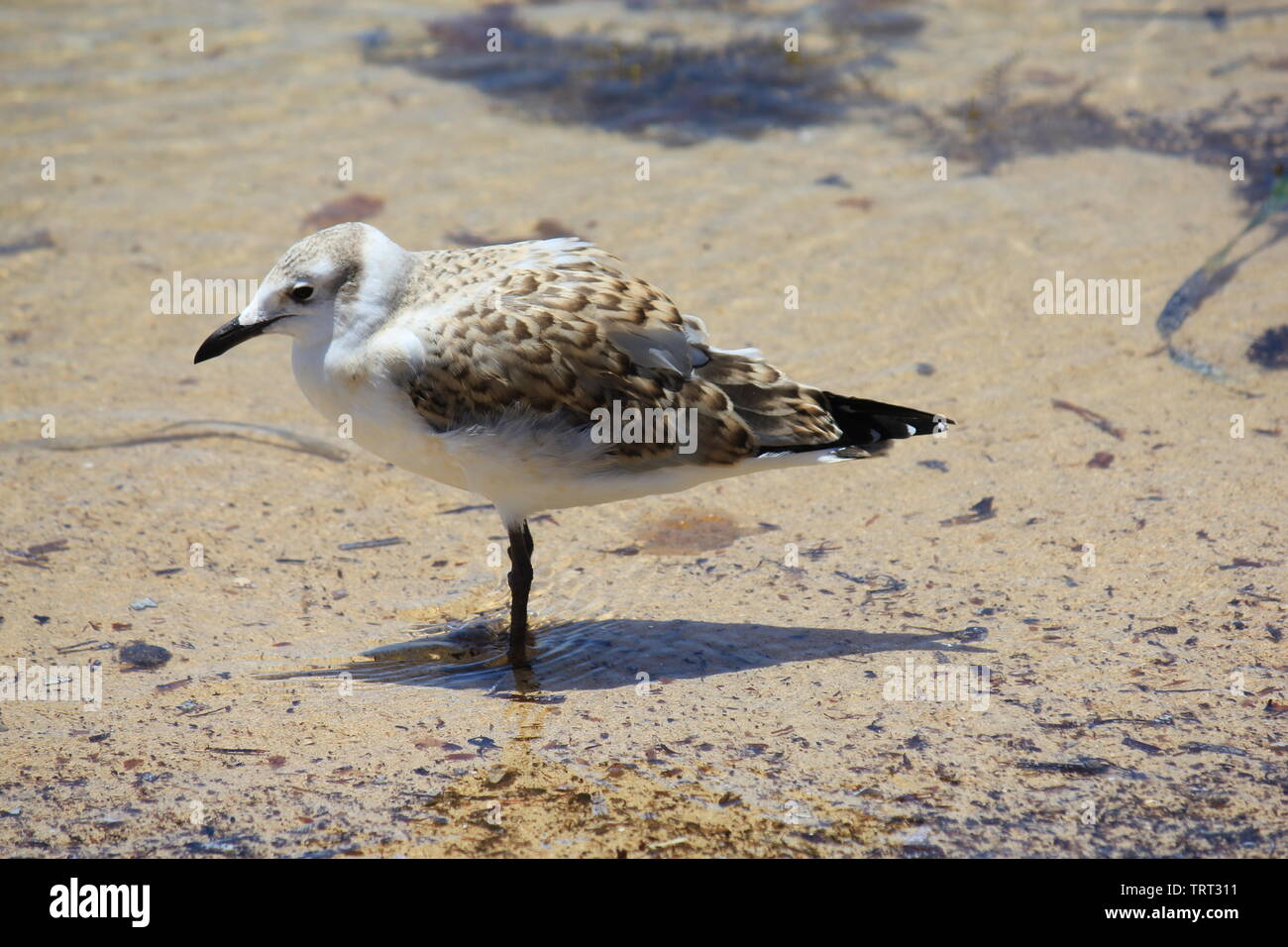 A juvenile Silver Gull in the water around Penguin Island in Western Australia Stock Photo