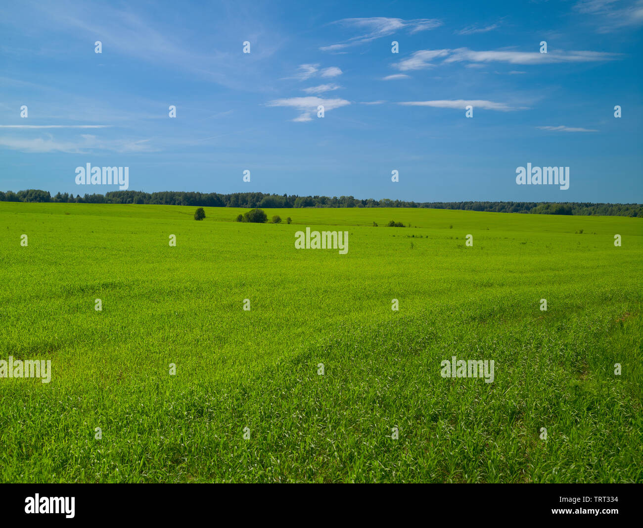 Summer landscape with a field of green grass blue sky with white clouds ...