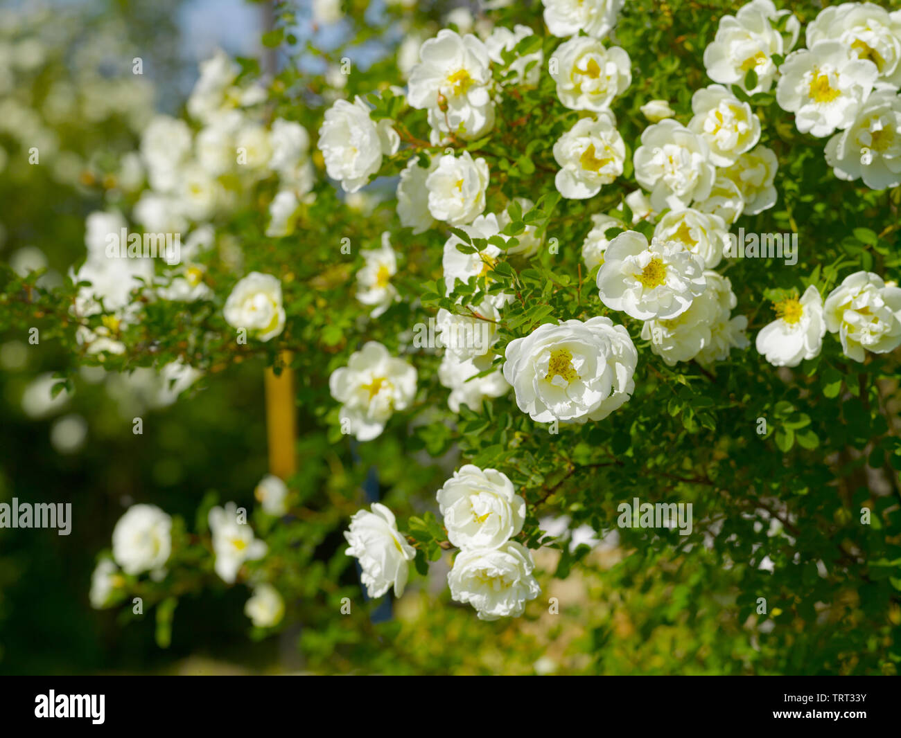 Rose Hip Bush High Resolution Stock Photography And Images Alamy