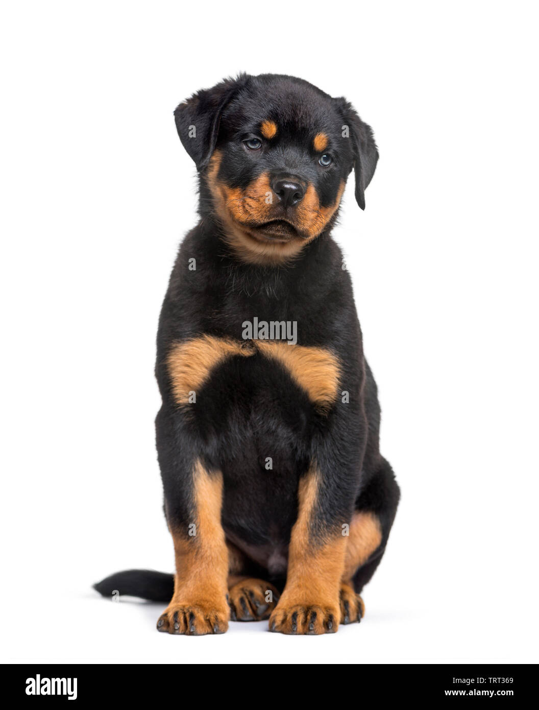 Do Rottweiler Puppies Have White On Them