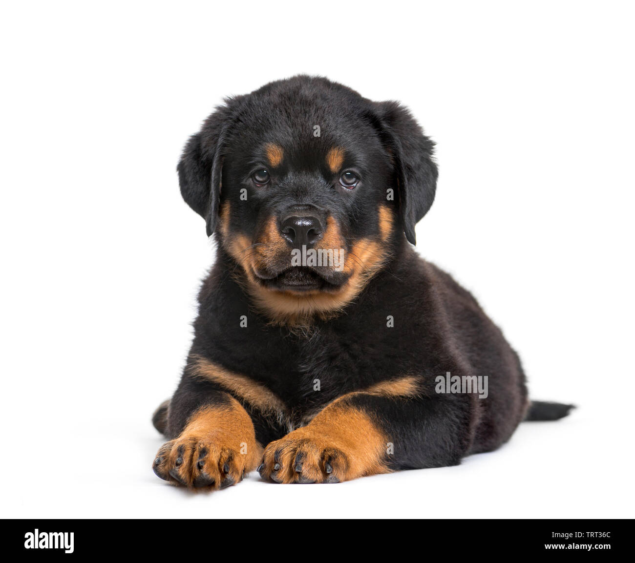 Rottweiler Puppy, 10 Weeks, Looking At Camera Against White Background 