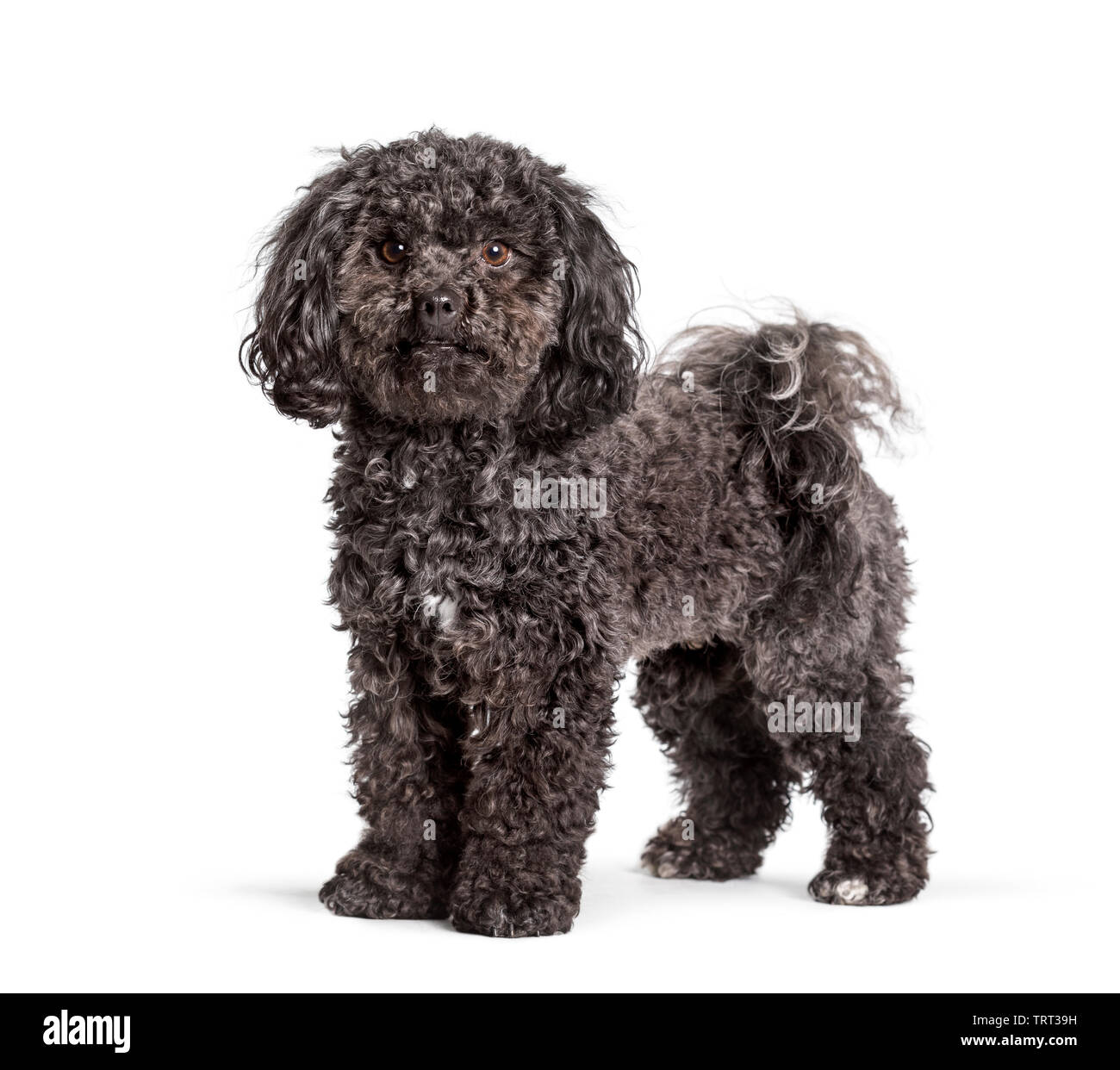 bolonka poodle mix