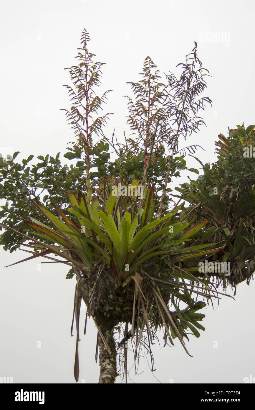 epiphyte growing on a tree in subtropical rain forest that covers the western slopes of the Andes at 2200 meters high Bellavista Lodge in Ecuador. Stock Photo