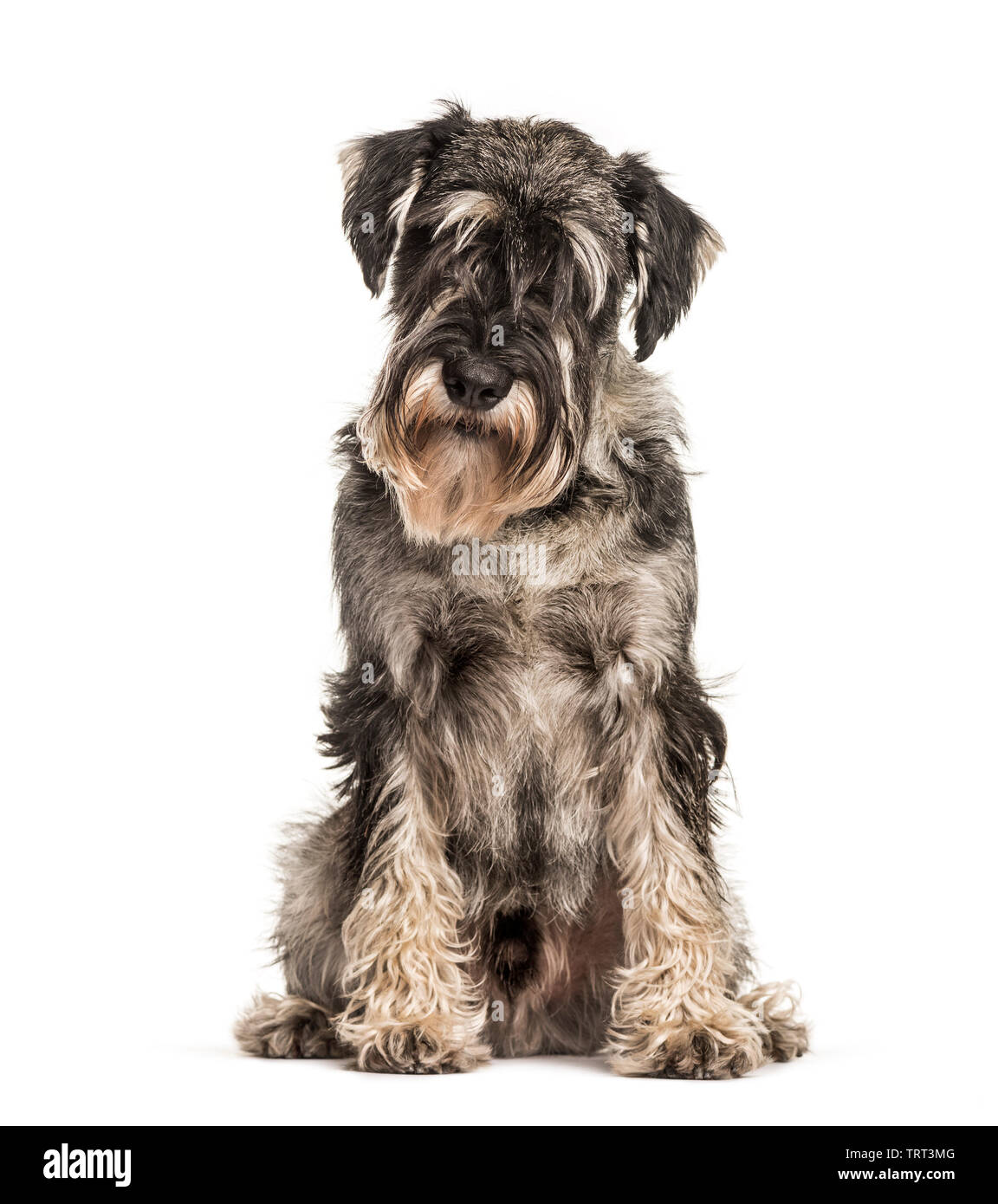 Standard Schnauzer sitting against white background Stock Photo - Alamy