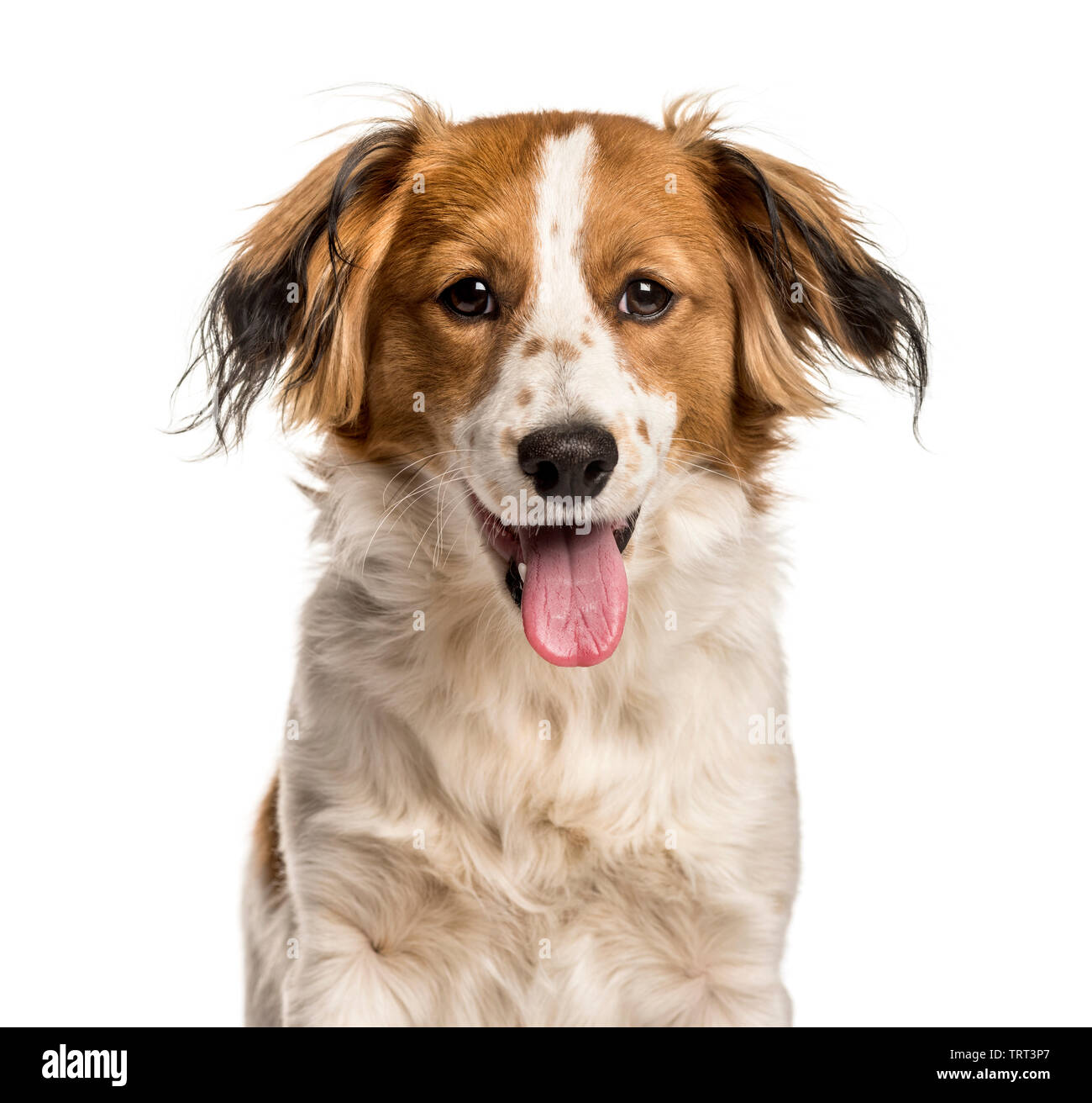 Mixed-breed dog looking at camera against white background Stock Photo ...