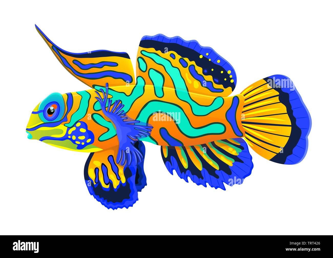 Mandarin fish, flat cartoon realistic drawing, hand drawn sea animal,  maritime character. Bright multi-colored blue emerald orange tropical fish  isola Stock Vector Image & Art - Alamy