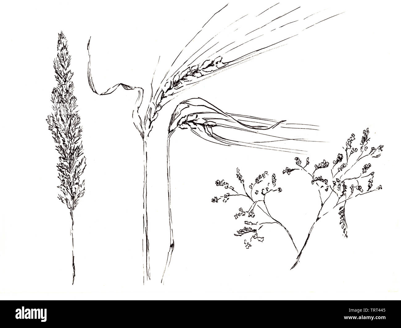 Hand drawn white and black sketch illustration by markers on white background. Field flower and weat. Stock Photo