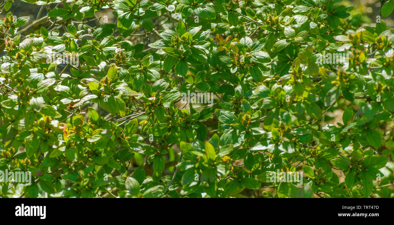 Leaves of Magnolia Kobus. Stock Photo