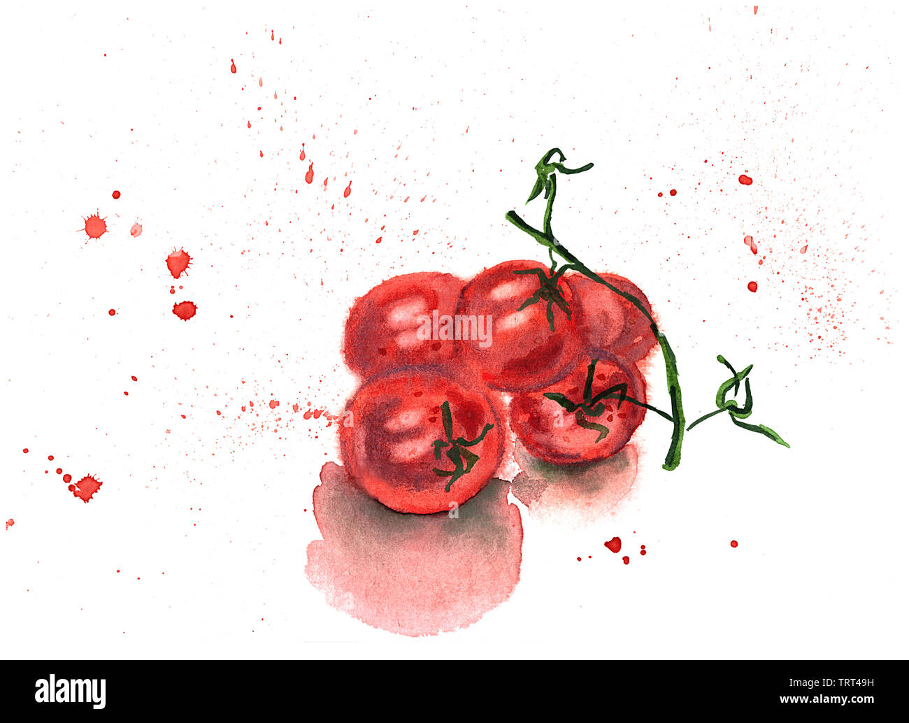 Watercolor hand drawing sketch illustration of branch of red ripe tomatoes with red spray on white backgroud Stock Photo