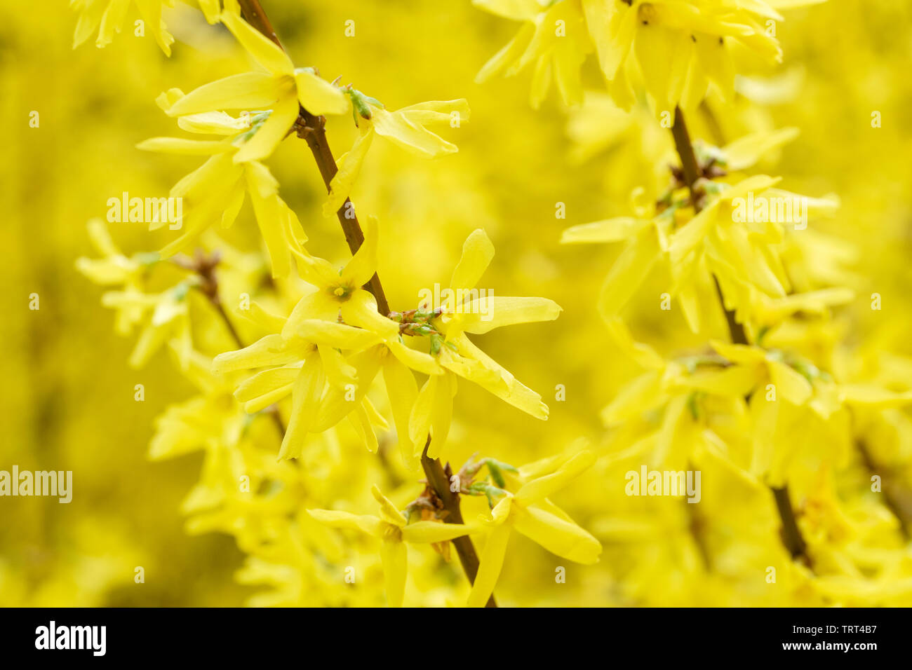 Close-up of yellow tubular flowers of Forsythia × intermedia 'Spring Glory' forsythia 'Spring Glory' Stock Photo