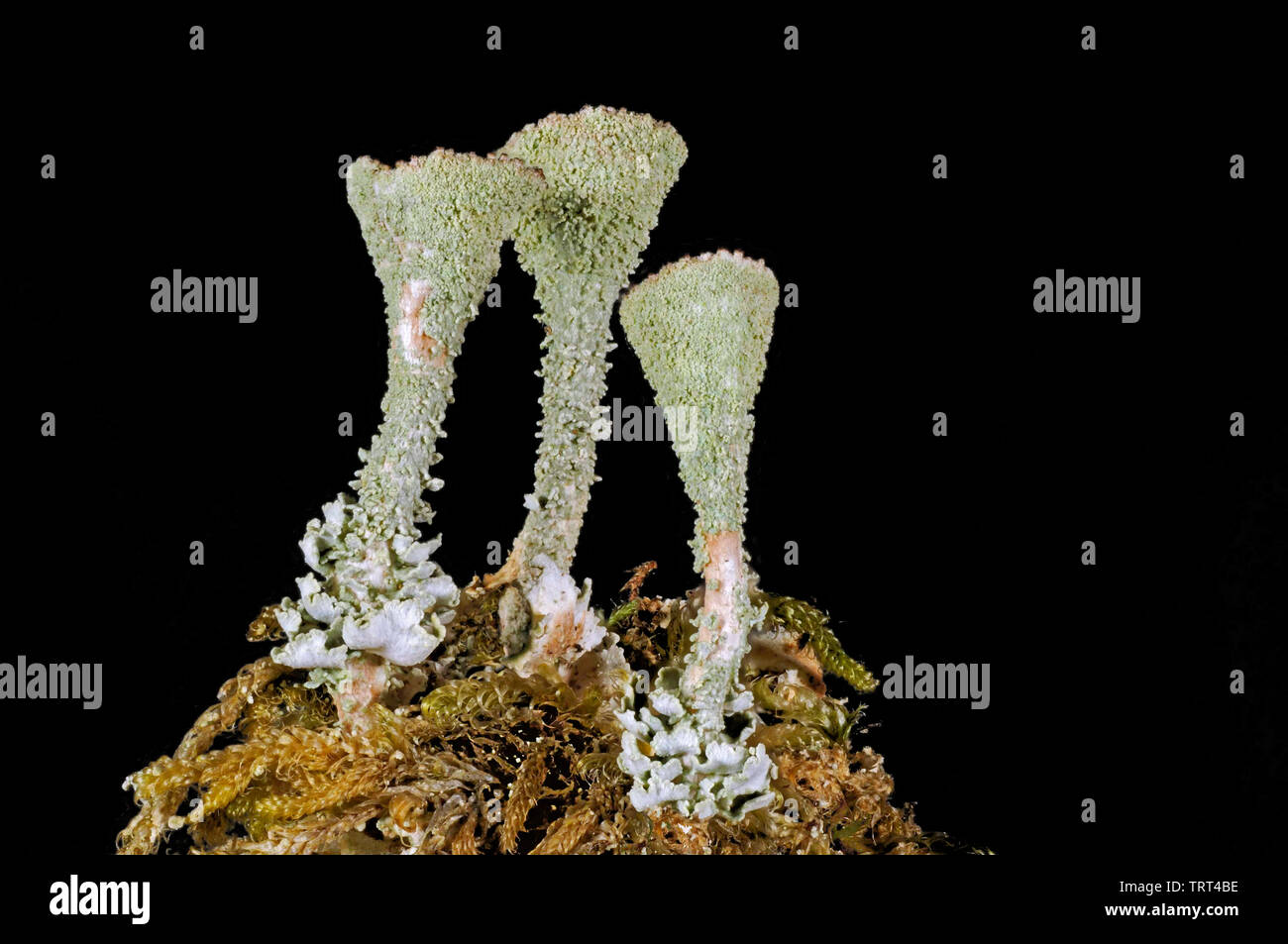 Lichen of the genus cladonia Stock Photo