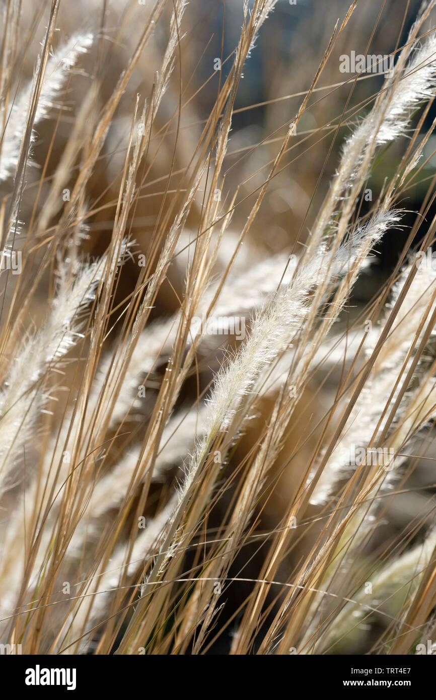 Close-up of seed heads of Stipa ichu / Jarava ichu, Peruvian feather grass in late winter Stock Photo
