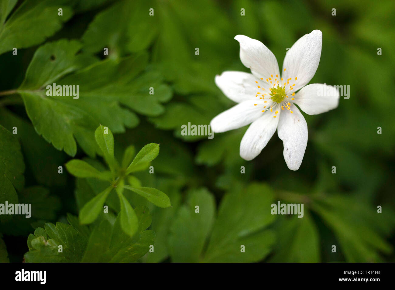 Anemone nemorosa rhizomes hires stock photography and images Alamy