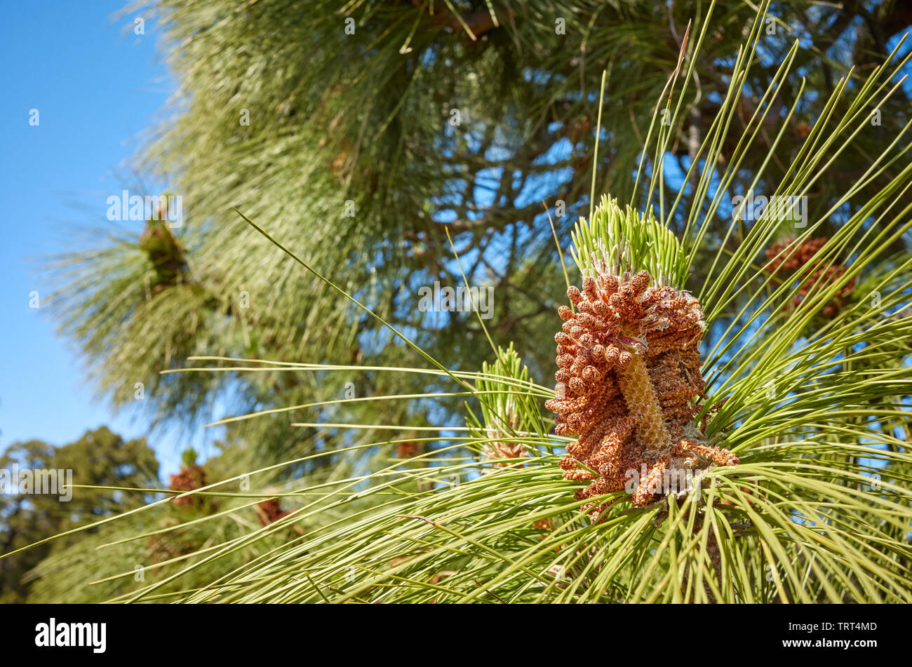 Close up picture of Canary Island pine (Pinus canariensis) in Teide National Park, Tenerife, Spain. Stock Photo