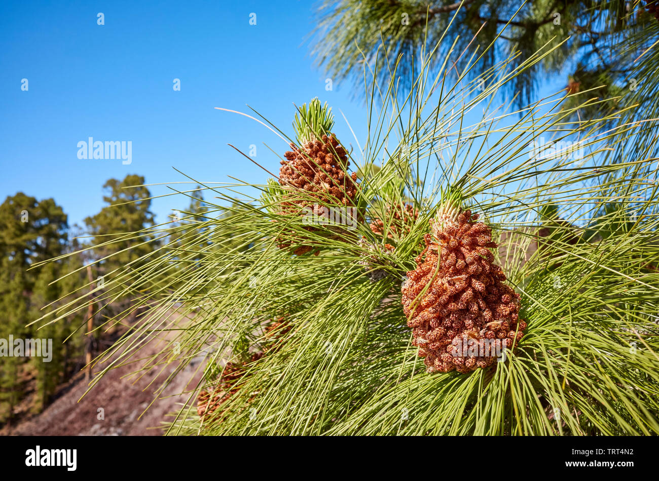 Close up picture of Canary Island pine (Pinus canariensis) in Teide National Park, Tenerife, Spain. Stock Photo