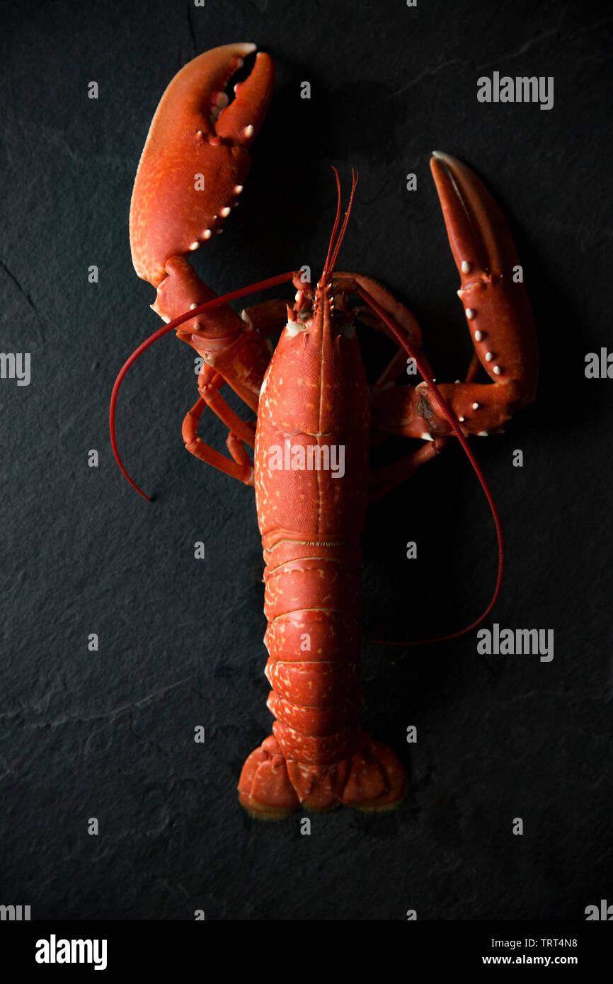 A boiled, cooked lobster, Homarus gammarus, that was caught in a lobster pot set in the English Channel. Homarus gammarus is also known as the common Stock Photo