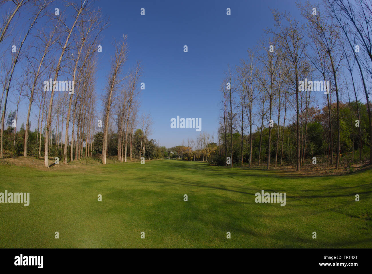 Trees in a golf course Stock Photo