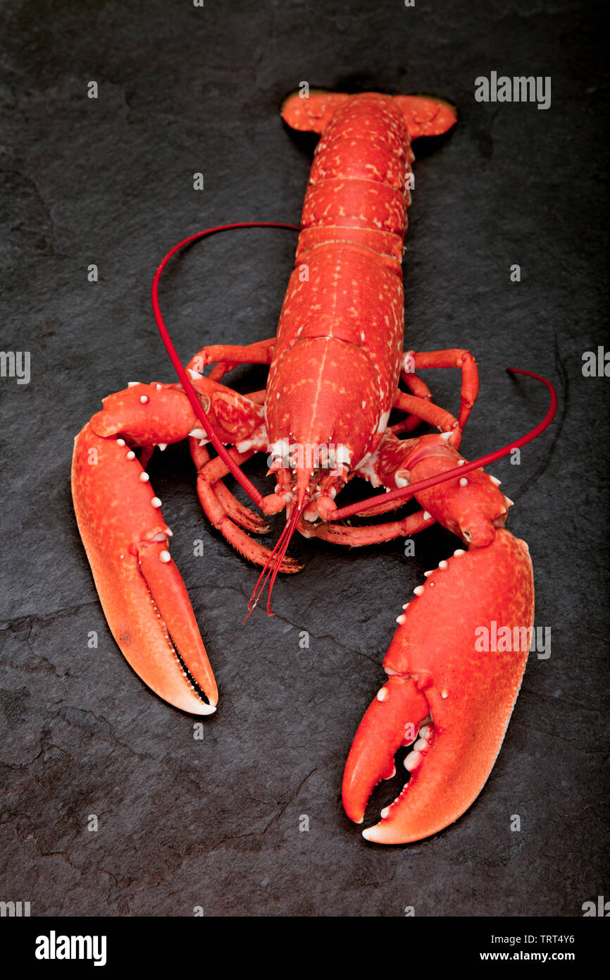 A boiled, cooked lobster, Homarus gammarus, that was caught in a lobster pot set in the English Channel. Homarus gammarus is also known as the common Stock Photo