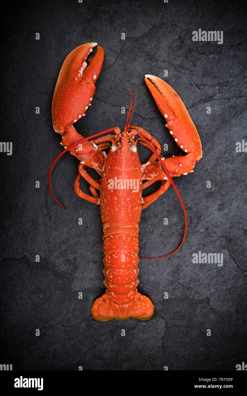 A boiled, cooked lobster, Homarus gammarus, that was caught in a lobster pot set in the English Channel. Homarus gammarus is also known as the common Stock Photo