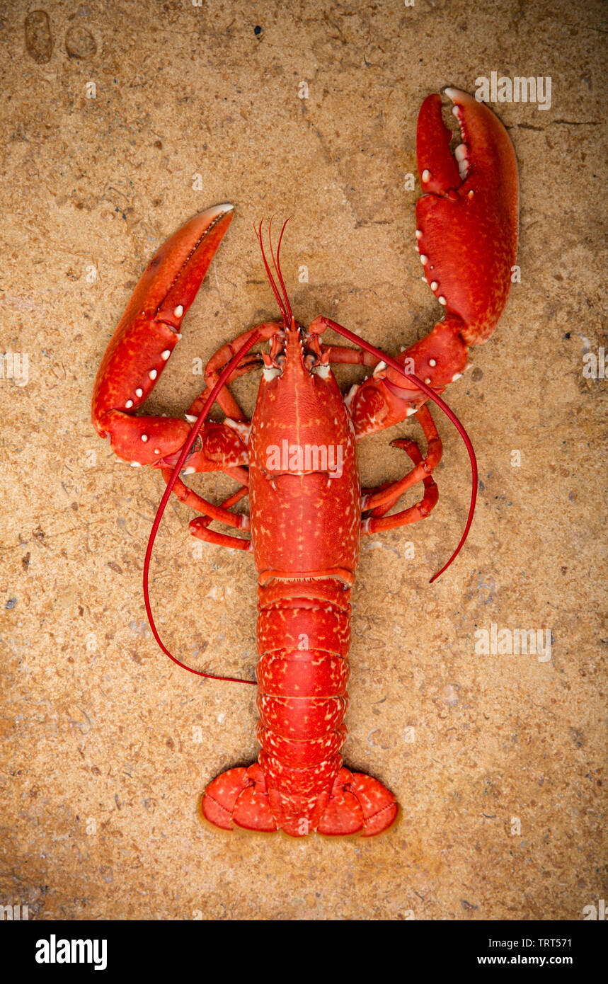 A boiled, cooked lobster, Homarus gammarus, that was caught in a lobster pot set in the English Channel. Homarus gammarus is also known as the common Stock Photo