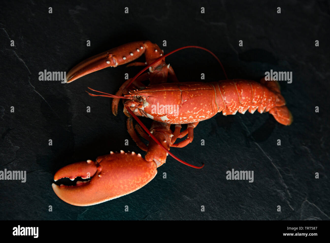 A boiled, cooked lobster, Homarus gammarus, that was caught in a lobster pot set in the English Channel. Homarus gammarus is also known as the common Stock Photo