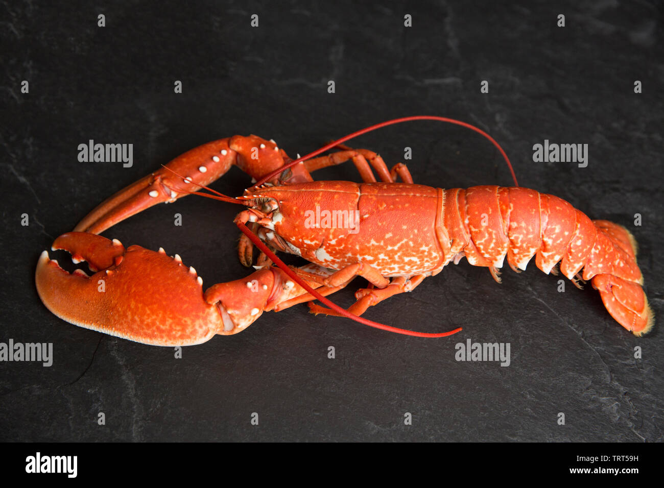 A boiled, cooked lobster, Homarus gammarus, that was caught in a lobster pot set in the English Channel. Homarus gammarus is also known as the common Stock Photo