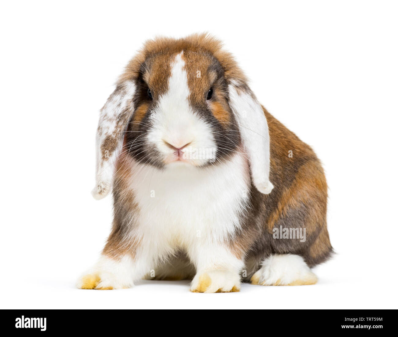 Rabbit in front of white background Stock Photo