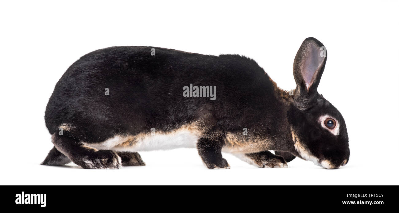 red rabbit standing against white background Stock Photo