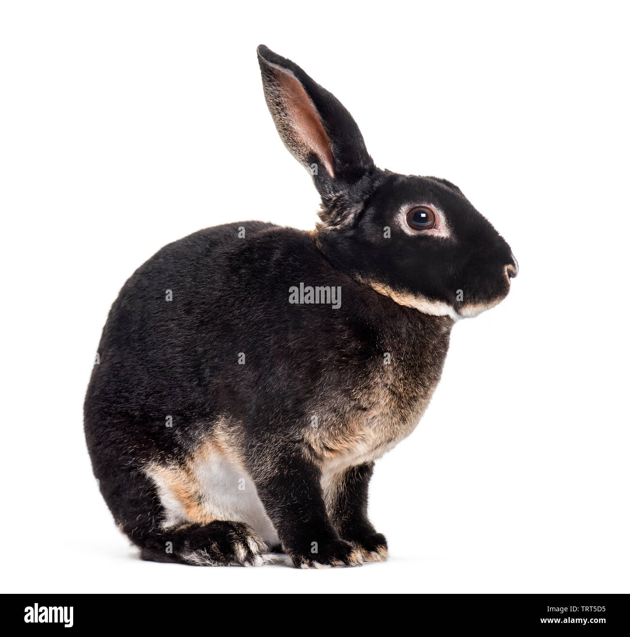 Self Black Rex Rabbit Black Mini Rex Rabbits Love My Black Otter Mini Rex Rabbit Unisex