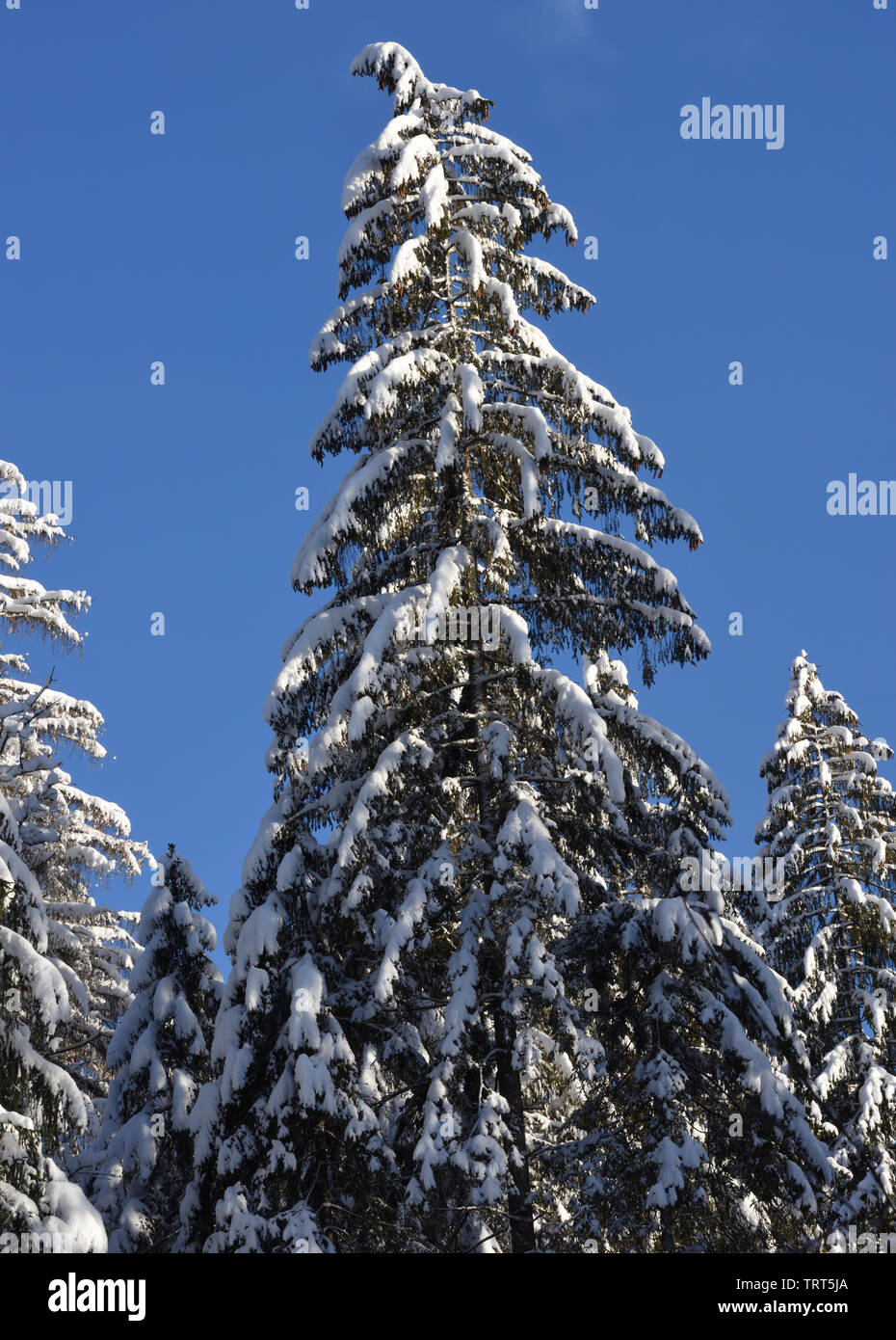 Snow covered fir tree against a blue sky. Samoens, Haute Savoie, France. Stock Photo