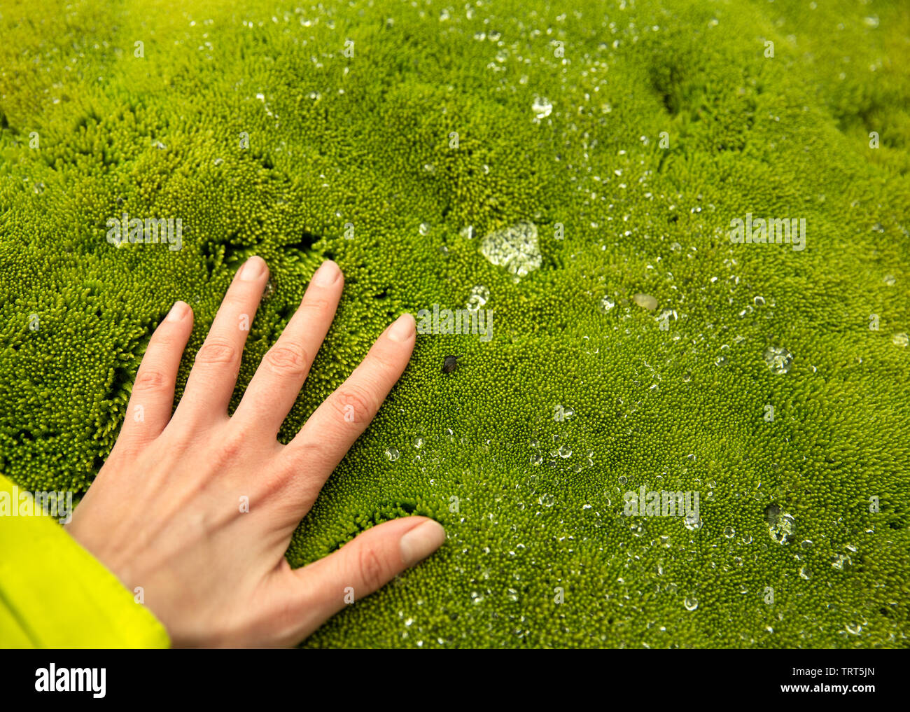 Female hand on a background of bright green moss and dew drops. Iceland, Landmannalaugar Stock Photo