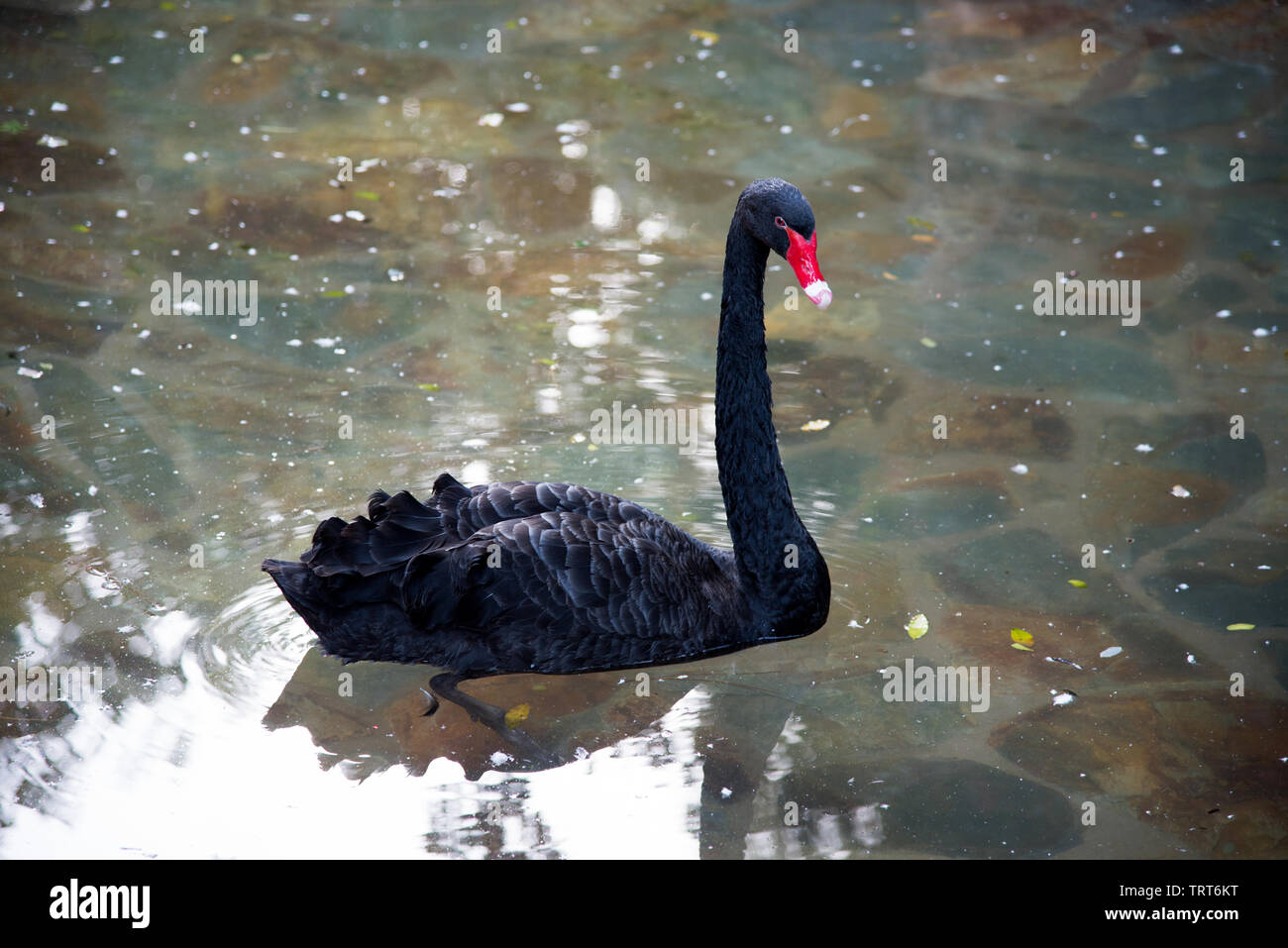 The Black swan ( Cygnus atratus)  with mostly black plumage and red bills with white ring. Waterbird. Stock Photo