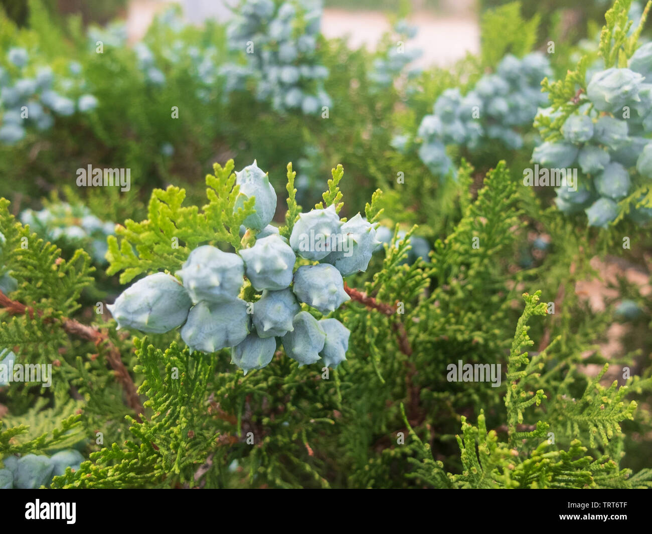 Platycladus orientalis. Chinese thuja. Oriental arborvitae. Chinese arborvitae. Stock Photo