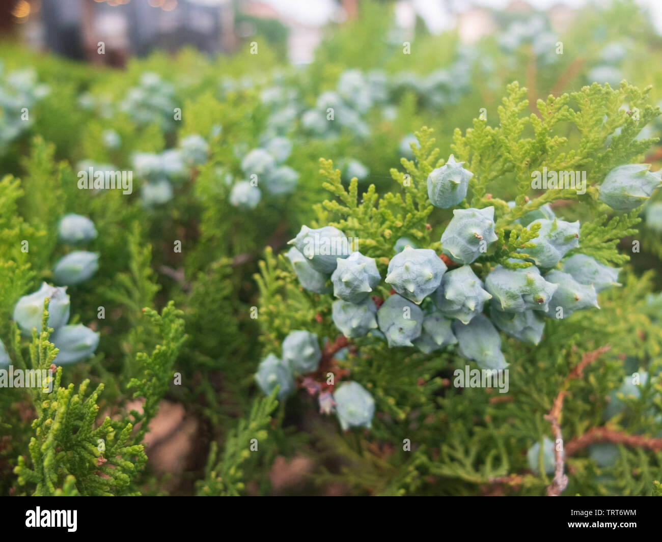 Platycladus orientalis. Chinese thuja. Oriental arborvitae. Chinese arborvitae. Stock Photo