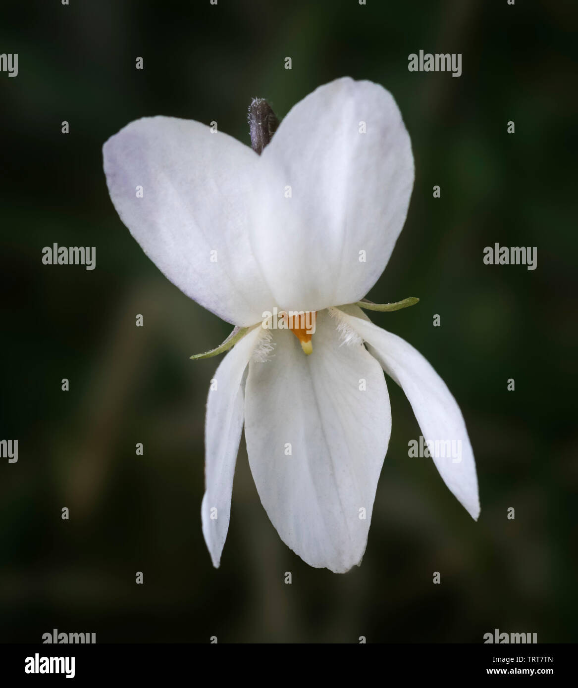 White Violet (Viola alba) Stock Photo