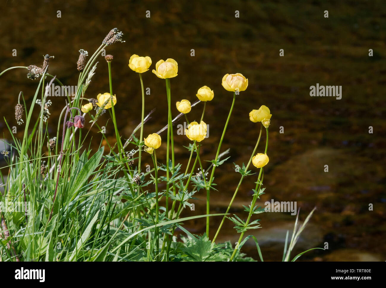 Globeflower (Trollius europaeus) Stock Photo