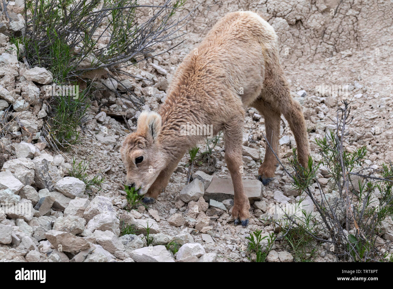 Bighorn sheep (Ovis canadensis) lamb feeding on poor grass on deserted hills, Badlands National Park, South Dakota, USA. Stock Photo