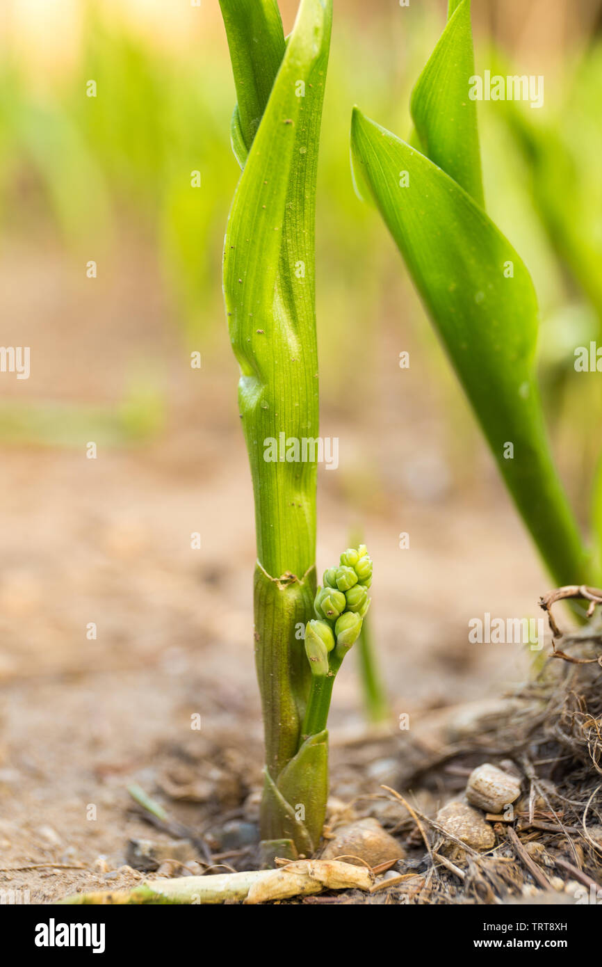 Lily of the valley blooming in the spring forest, close-up photography. Convallaria majalis buds and foliage in early spring. Soft focus effect. Stock Photo