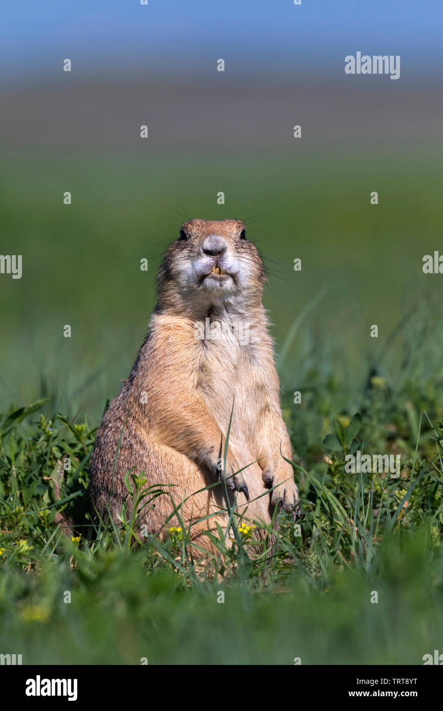 Black-tailed prairie dog (Cynomys ludovicianus) standing, observing surrounding landscape, Badlands National Park, South Dakota, USA. Stock Photo