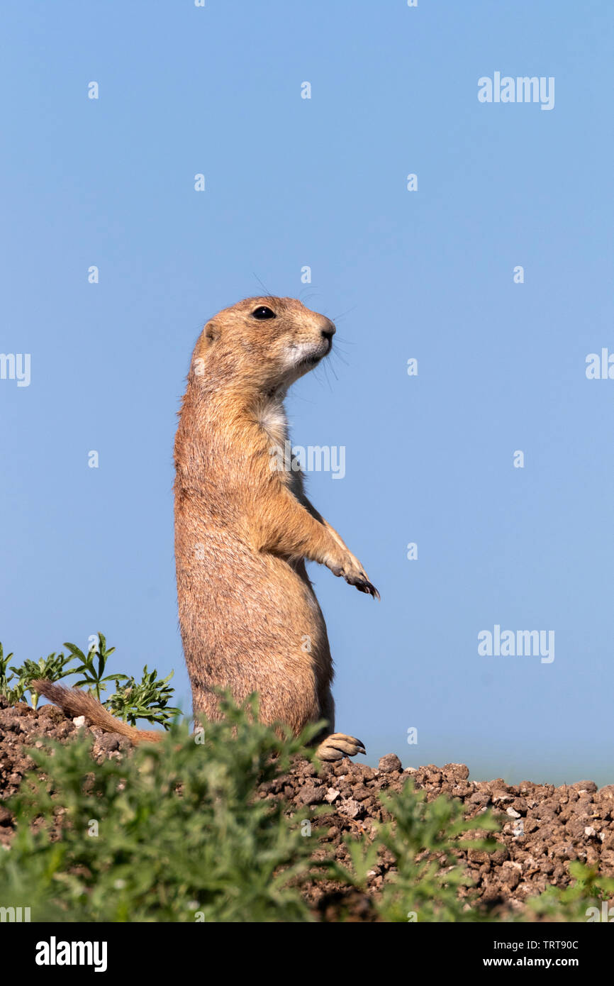 Black-tailed prairie dog (Cynomys ludovicianus) standing, observing surrounding landscape, Badlands National Park, South Dakota, USA. Stock Photo