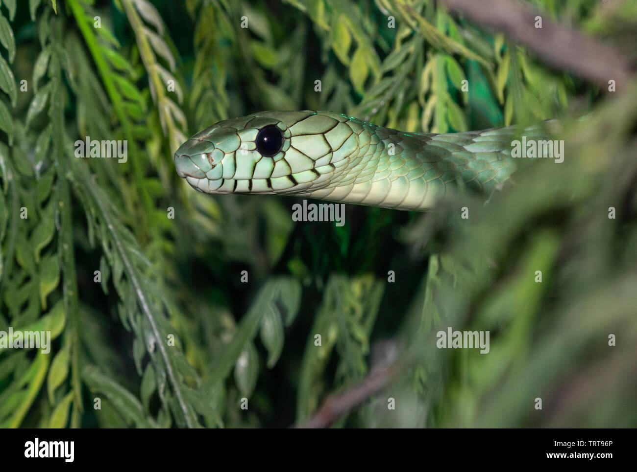 Western green mamba (Dendroaspis viridis) hiding among tree leaves, captive (Native to Western Africa). Stock Photo