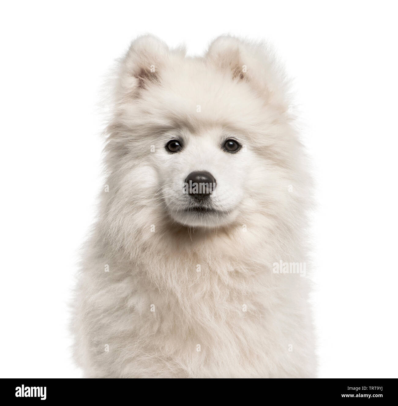 Samoyed Front purebred Samoyed in front of white background Stock Photo - Alamy