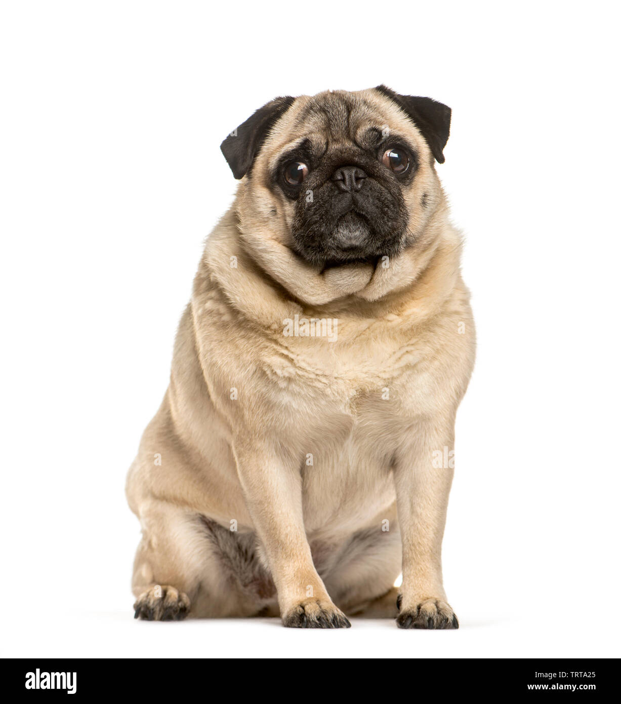 Fat pug Cut Out Stock Images & Pictures - Alamy Fat pug Cut Out Stock Images & Pictures - Alamy